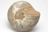 Polished Fossil Gastropod (Pleurotomaria) - Madagascar #207536-3